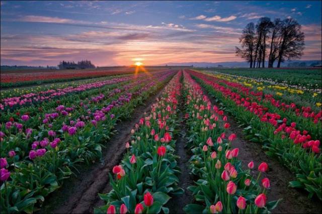 snova Самые красивые тюльпаны. Фото