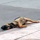 Люди і Суспільство: В центре Житомира третий день лежит мертвая собака. От дворников реакции нет