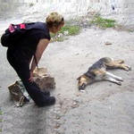 Житомир: В Житомире продолжается травля бродячих собак. Дебой предлагает провести расследование