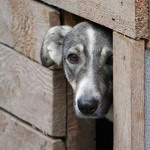 Власть: Власти Житомира выделили землю возле свалки под приют для бездомных животных