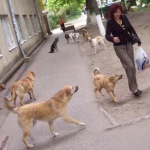 В Житомире стая бездомных собак набросилась на женщину с ребенком