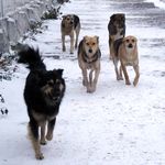 Житомир: В Житомире обнародовали самые опасные места скопления бродячих собак