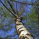 Люди і Суспільство: В Житомирской области впервые высадят новые леса из редких растений