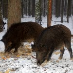 Житомирские лесники начали подкормку диких животных в лесах Полесья.ФОТО