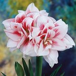 Люди і Суспільство: Уникальный цветок Амариллис растет в квартире житомирянина. ВИДЕО
