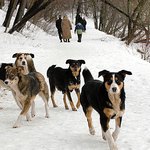 Бродячие собаки терроризируют жителей Житомира и окрестностей