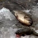 Вблизи Коростеня в реке Уж неизвестным веществом отравлена рыба