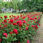В центре Житомире высадили 200 кустов роз. Житомирян просят не рвать цветы