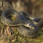 Надзвичайні події: В Житомирской области участились нападения змей на людей. ВИДЕО