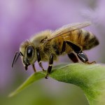 Люди і Суспільство: Под Бердичевом массово гибнут пчелы