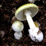 В Житомире умерло два человека, поев жареных грибов