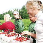 Наука і освіта: Студентов Житомирского Агроуниверситета отправили в Германию собирать клубнику