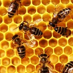 Причину гибели пчёл в Бердичевском районе будет изучать Министерство АПК