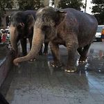 Два слона прошлись по центру Житомира. ФОТО