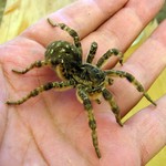В Житомире местные жители обнаружили ядовитых пауков-тарантулов