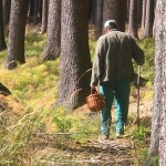В Житомирской области ушли в лес и не вернулись 4 грибника