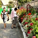 Люди і Суспільство: В Житомире ищут самые красивые клумбы и палисадники. ФОТО