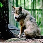 Люди і Суспільство: В Житомирском охотхозяйстве объяснили необычное появление волков на юге области