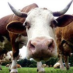Надзвичайні події: Разбойники отобрали у селянина корову, которую он собирался продать