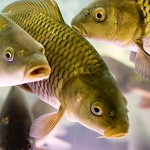 В Житомирской области жители самостоятельно запустили в пруд 700 кг. рыбы.ВИДЕО