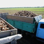 У сельскохозяйственного предприятия на Житомирщине пытались украсть 5 тонн сахарной свеклы
