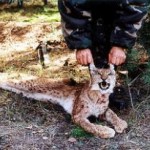 Надзвичайні події: В Житомирском заповеднике киевские браконьеры убили рысь. ФОТО