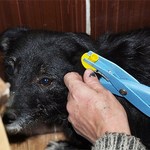 Місто і життя: С понедельника в Житомире начнут массово отлавливать и стерилизовать бездомных собак