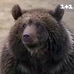 Из Луцкого зоопарка в мини-заповедник на Житомирщине перевезли медвежонка Настю