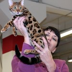 В Житомире прошла выставка кошек редких пород. ФОТО
