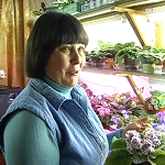 Житомирянка Елена Новикова выращивает в своей хрущевке 300 видов фиалок. ВИДЕО