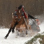 Надзвичайні події: Житомирские спасатели вытащили из кювета коня, который подскользнулся на нечищенной дороге