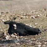 В Житомире на берегу реки Тетерев, найдены головы убитых животных. ФОТО