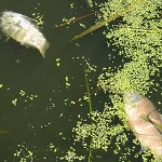 Общество: На Житомирщине неизвестные отравили рыбу в пруду. Рыбаки обвиняют местного арендатора