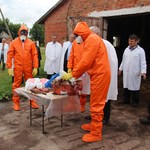 Житомирская ветеринарная милиция учится противостоять африканской чуме свиней