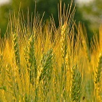 В этом году Житомирская область получит рекордный объем урожая зерна