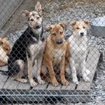 Власти Житомира хотят купить за 1,19 млн грн помещение для приюта бездомных животных