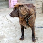 Ежедневно в Житомире проводят 30-40 операций по стерилизации собак