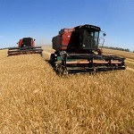 Місто і життя: В Житомирской области заканчивают собирать урожай пшеницы