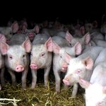 Датская компания будет развивать свиноводство в Житомирской области