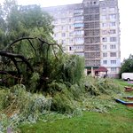 Из-за дождя в Житомире на детскую площадку рухнуло дерево. ФОТО
