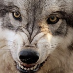 Надзвичайні події: В Житомирской области волк покусал двоих женщин