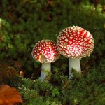 За неделю в Житомире четыре человека отравились грибами