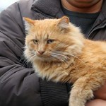 В Житомире милиция проводит расследование по факту убийства кота