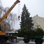 В Житомире на Михайловской впервые установили новогоднюю ёлку