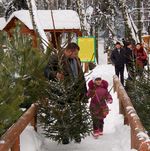 Житомирские лесники подготовили на продажу пол миллиона новогодних елок и сосен