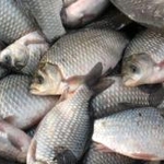 Світ: В Украине значительно сократился вылов рыбы
