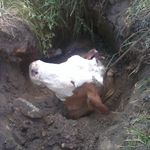 Надзвичайні події: В Житомирской области спасатели извлекли из канализационной ямы корову. ФОТО