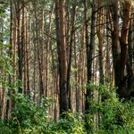В Житомирской области возрос объем реализации лесопродукции