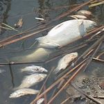 Надзвичайні події: На Житомирщине в пруду погибла рыба. Арендатор убежден - все из-за химзавода
