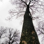 Люди і Суспільство: В Андрушёвском парке исчезло ценное Пробковое Дерево. ФОТО